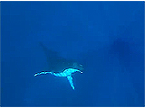 Baleines